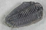 Calymene Niagarensis Trilobite - New York #99016-5